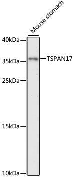 Western blot - TSPAN17 Polyclonal Antibody 