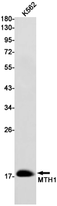 Western blot detection of MTH1 in K562 cell lysates using MTH1 Rabbit mAb(1:1000 diluted).Predicted band size:23kDa.Observed band size:18kDa.