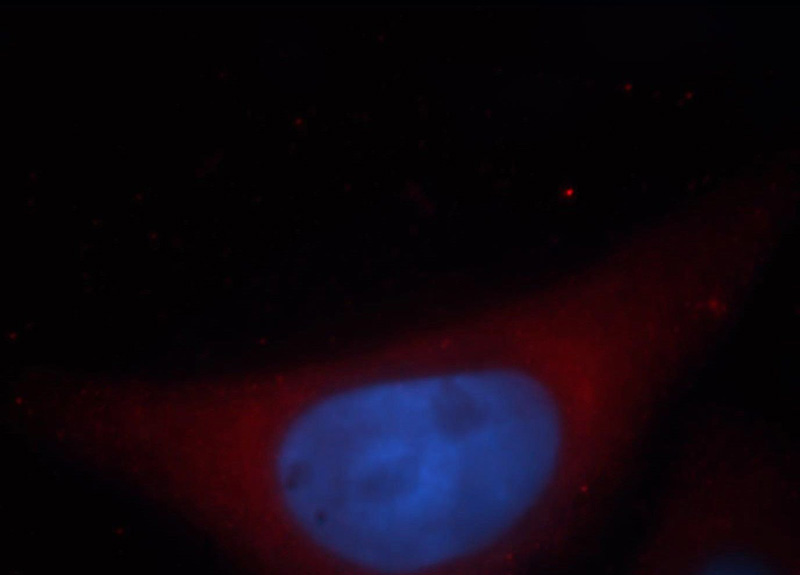 Immunofluorescent analysis of HepG2 cells, using UBL4B antibody Catalog No:116652 at 1:25 dilution and Rhodamine-labeled goat anti-rabbit IgG (red). Blue pseudocolor = DAPI (fluorescent DNA dye).