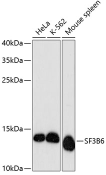 Western blot - SF3B6 Polyclonal Antibody 