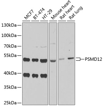 Western blot - PSMD12 Polyclonal Antibody 