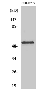 Fig1:; Western Blot analysis of various cells using KCNG2 Polyclonal Antibody