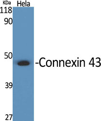 Western Blot analysis of various cells using Connexin 43 Polyclonal Antibody