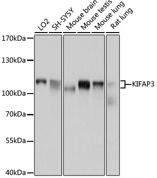 Western blot - KIFAP3 Polyclonal Antibody 