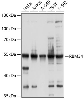 Western blot - RBM34 Polyclonal Antibody 