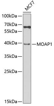 Western blot - MOAP1 Polyclonal Antibody 