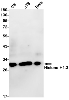 Western blot detection of Histone H1.3 in C6,3T3,Hela cell lysates using Histone H1.3 Rabbit pAb(1:1000 diluted).Predicted band size:22kDa.Observed band size:30kDa.