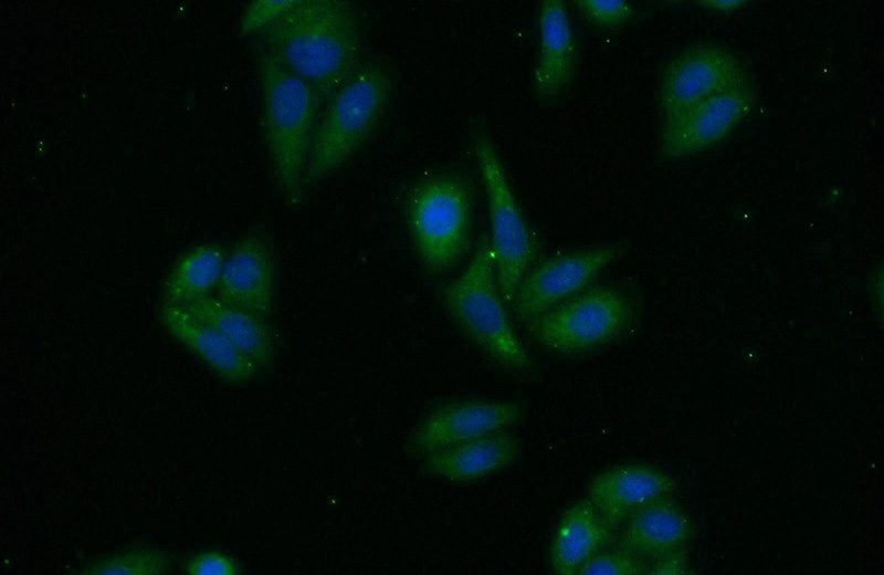 Immunofluorescent analysis of HepG2 cells using Catalog No:114180(PREB Antibody) at dilution of 1:25 and Alexa Fluor 488-congugated AffiniPure Goat Anti-Rabbit IgG(H+L)