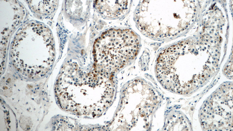 Immunohistochemistry of paraffin-embedded human testis tissue slide using Catalog No:116431(TSGA13 Antibody) at dilution of 1:50 (under 10x lens)