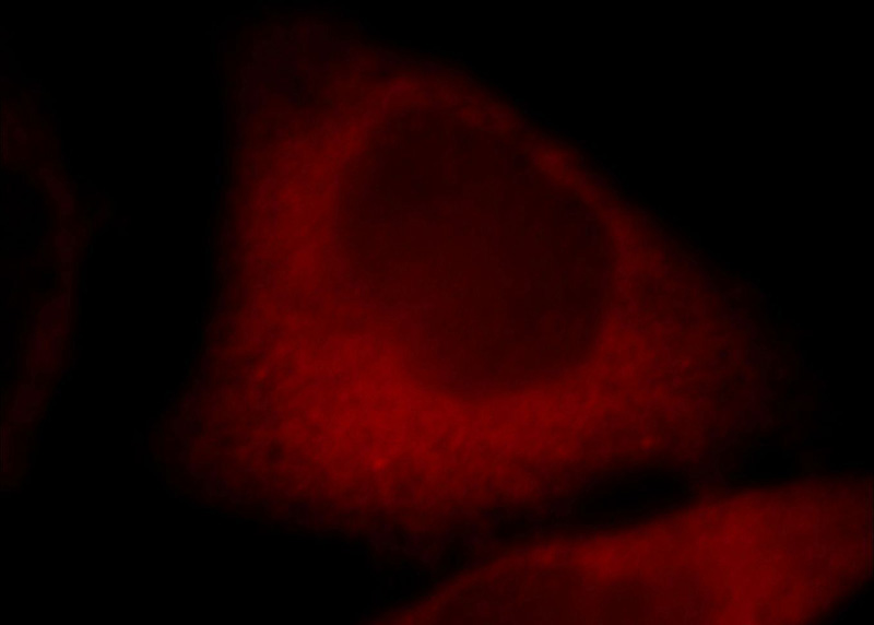 Immunofluorescent analysis of Hela cells, using CYP1A2 antibody Catalog No:109684 at 1:25 dilution and Rhodamine-labeled goat anti-rabbit IgG (red).