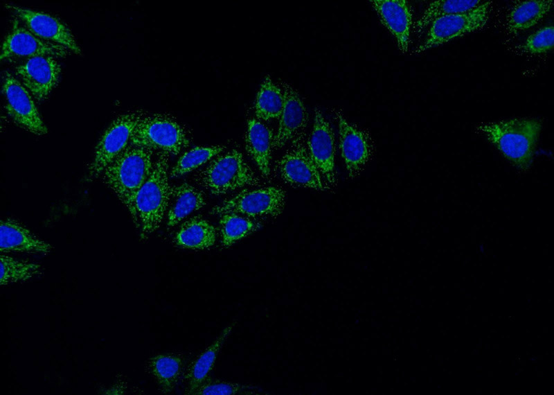 Immunofluorescent analysis of HeLa cells using Catalog No:116020(TGFB2-Specific Antibody) at dilution of 1:50 and Alexa Fluor 488-congugated AffiniPure Goat Anti-Rabbit IgG(H+L)