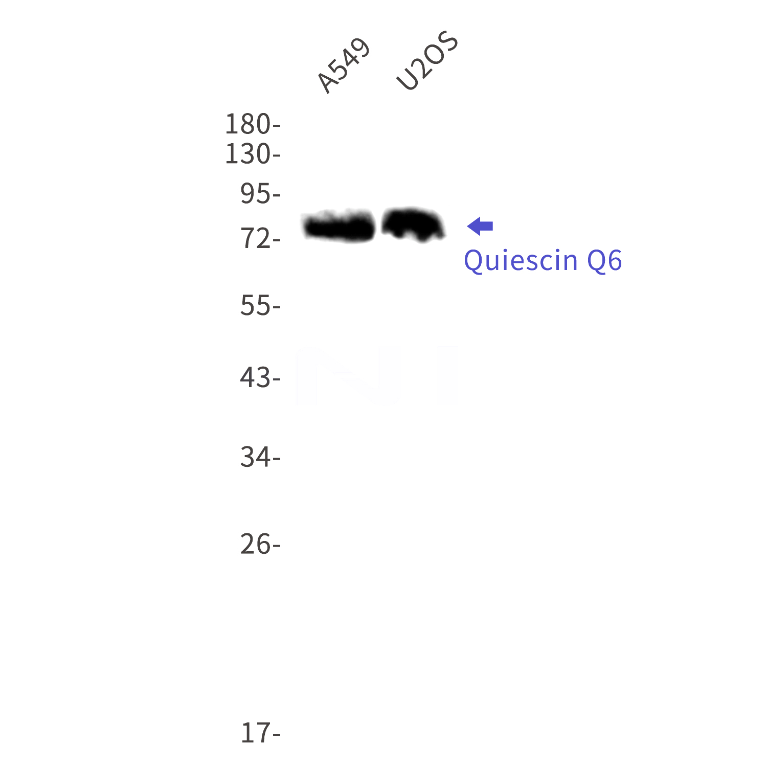 Western blot detection of Quiescin Q6 in A549,U2OS cell lysates using Quiescin Q6 Rabbit mAb(1:1000 diluted).Predicted band size:83kDa.Observed band size:83kDa.
