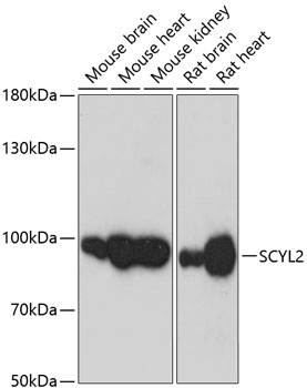 Western blot - SCYL2 Polyclonal Antibody 