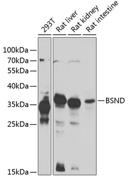 Western blot - BSND Polyclonal Antibody 