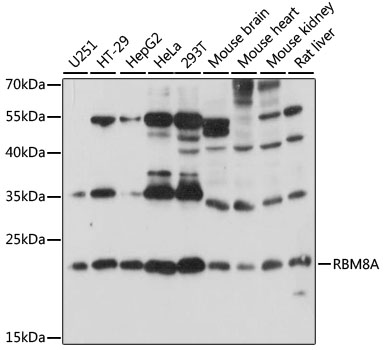 Western blot - RBM8A Polyclonal Antibody 