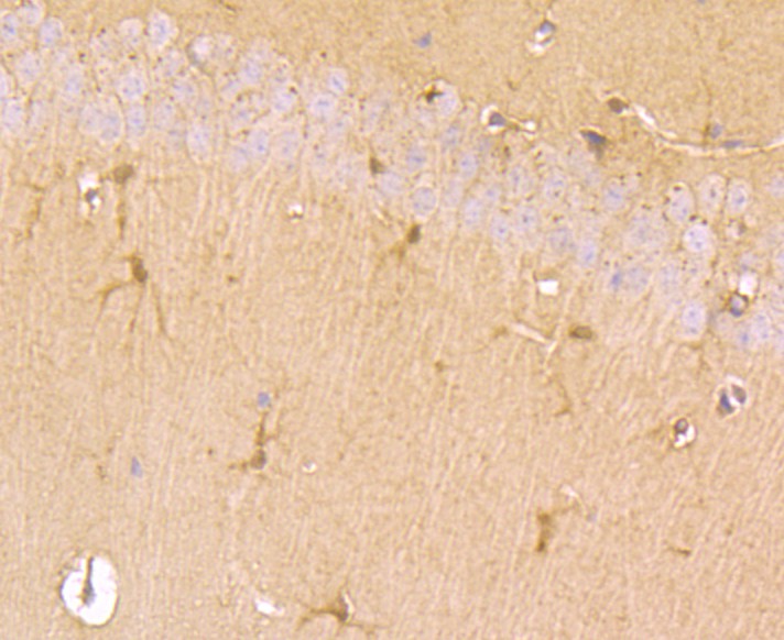 Fig7: Immunohistochemical analysis of paraffin-embedded mouse brain tissue using anti-TGM6 antibody. Counter stained with hematoxylin.