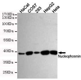 Western blot detection of Nucleophosmin in HaCat,COS7,293,HepG2 and Hela cell lysates using NPM1 mouse mAb (dilution 1:500).Predicted band size:33 Kda.Observed band size:38KDa.