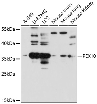 Western blot - PEX10 Polyclonal Antibody 