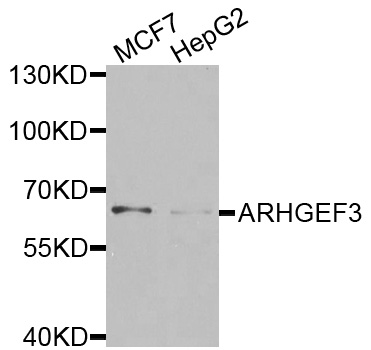 Western blot - ARHGEF3 Polyclonal Antibody 