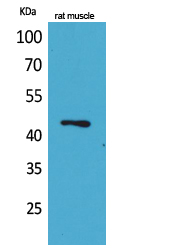 Fig1:; Western Blot analysis of rat muscle cells using KLF12 Polyclonal Antibody.. Secondary antibody（catalog#：HA1001) was diluted at 1:20000 cells nucleus extracted by Minute TM Cytoplasmic and Nuclear Fractionation kit (SC-003,Inventbiotech,MN,USA).