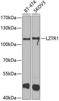 Western blot - LZTR1 Polyclonal Antibody 