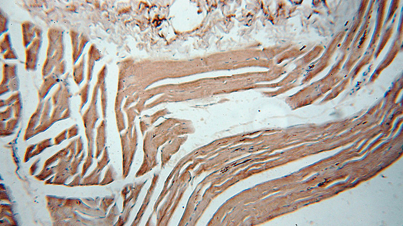 Immunohistochemical of paraffin-embedded human skeletal muscle using Catalog No:109958(DNASE1L1 antibody) at dilution of 1:50 (under 10x lens)