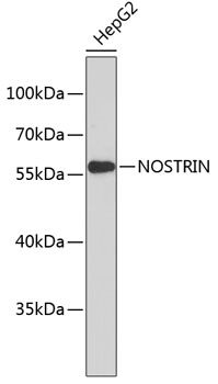 Western blot - NOSTRIN Polyclonal Antibody 