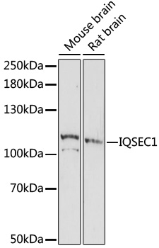 Western blot - IQSEC1 Polyclonal Antibody 