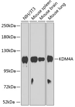 Western blot - KDM4A Polyclonal Antibody 