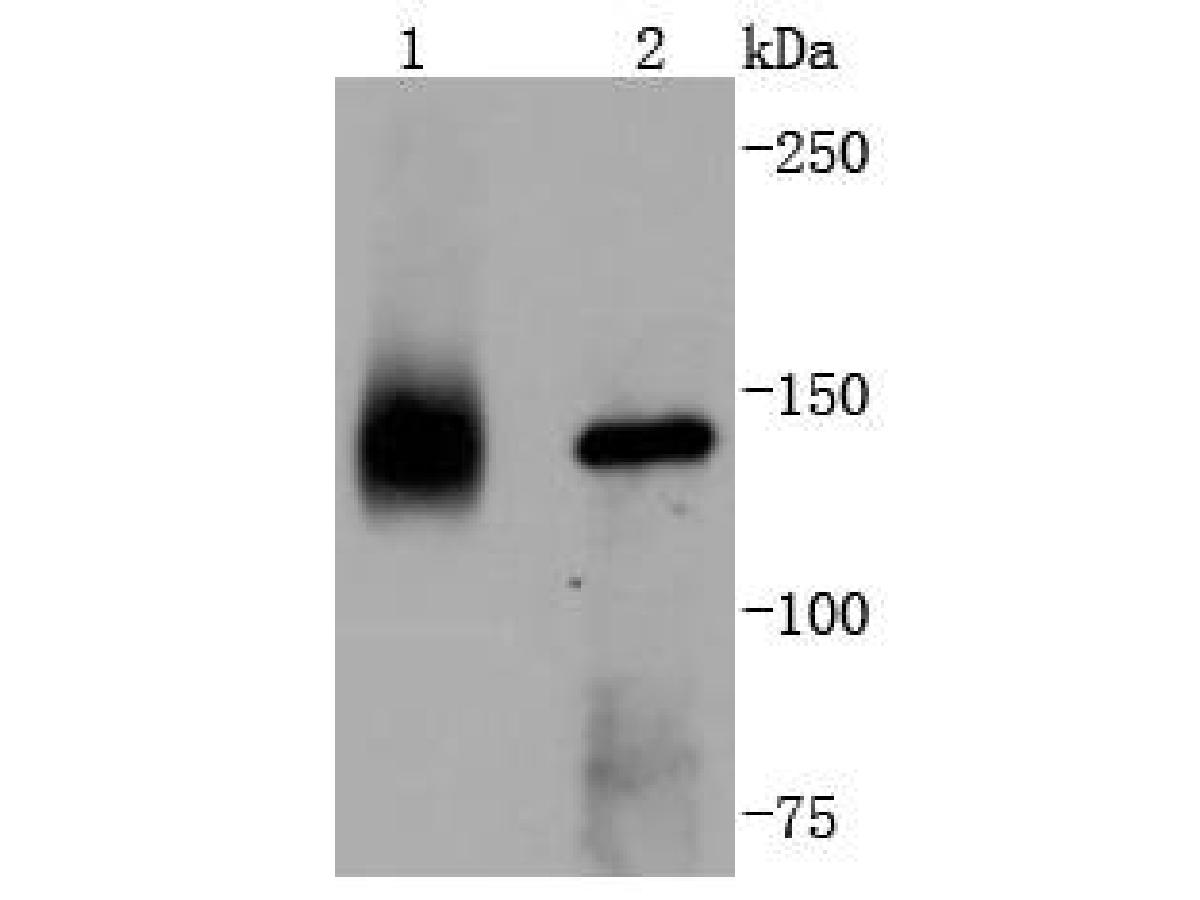 Fig1:; Western blot analysis of TrkA on different lysates. Proteins were transferred to a PVDF membrane and blocked with 5% BSA in PBS for 1 hour at room temperature. The primary antibody ( 1/500) was used in 5% BSA at room temperature for 2 hours. Goat Anti-Rabbit IgG - HRP Secondary Antibody (HA1001) at 1:200,000 dilution was used for 1 hour at room temperature.; Positive control:; Lane 1: Mouse brain tissue lysate; Lane 2: SH-SY5Y cell lysate