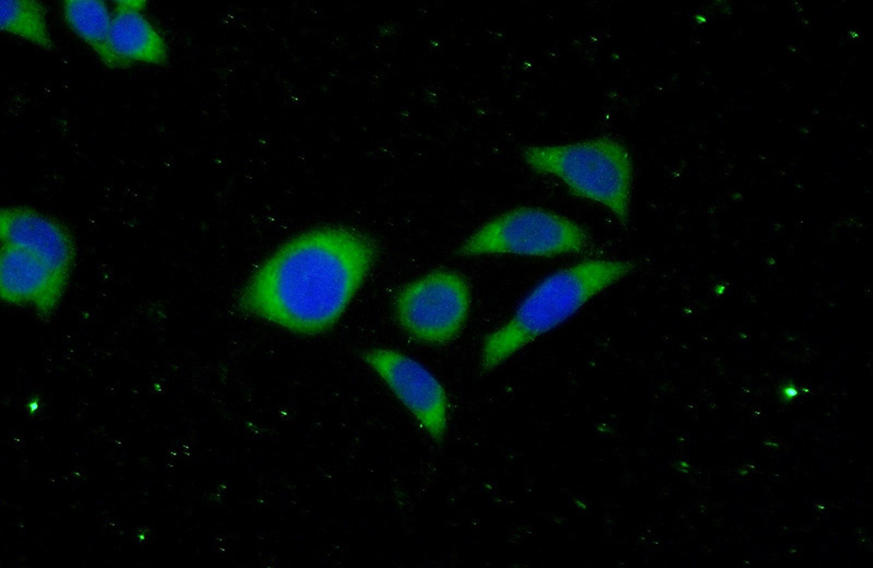 Immunofluorescent analysis of (-20oc Ethanol) fixed PC-3 cells using Catalog No:113097(NEDD4L Antibody) at dilution of 1:50 and Alexa Fluor 488-congugated AffiniPure Goat Anti-Rabbit IgG(H+L)