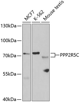 Western blot - PPP2R5C Polyclonal Antibody 