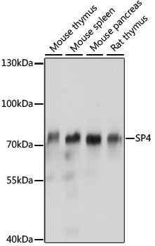 Western blot - SP4 Polyclonal Antibody 