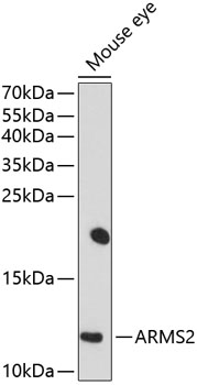 Western blot - ARMS2 Polyclonal Antibody 