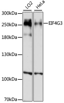 Western blot - EIF4G3 Polyclonal Antibody 