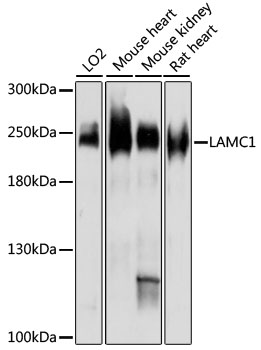 Western blot - LAMC1 Polyclonal Antibody 