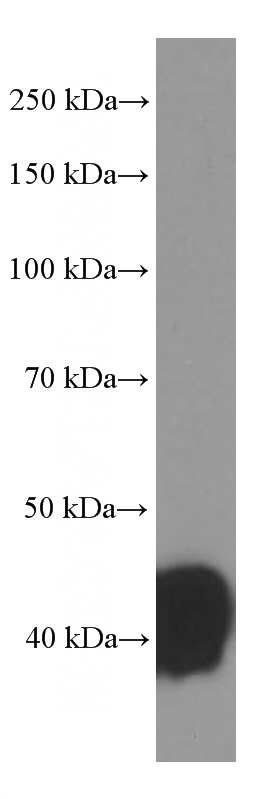 human plasma tissue were subjected to SDS PAGE followed by western blot with Catalog No:107264(HP Antibody) at dilution of 1:1000