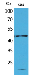 Fig1:; Western Blot analysis of K562 cells using CD241 Polyclonal Antibody.. Secondary antibody（catalog#：HA1001) was diluted at 1:20000
