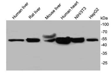 Fig1: Western blot analysis on cell lysates using anti- UGP2 rabbit polyclonal antibodies.