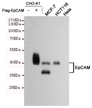 Western blot analysis of extracts from CHO-K1,CHO-K1 transfected by Flag-EpCAM, MCF7(EpCAM positive),HCT116(EpCAM positive),and Hela(EpCAM negative) cell lysates using EpCAM mouse mAb (1:1000 diluted).Predicted band size:39KDa.Observed band size:39/35KDa.