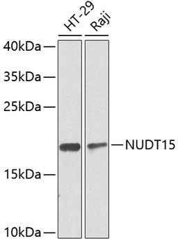 Western blot - NUDT15 Polyclonal Antibody 