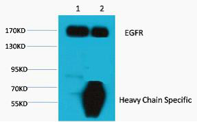 1. Input: Hela Cell Lysate 2. IP product: IP dilute 1:200 Western blot analysis: primary antibody: 1:1,000 Secondary antibody: Goat anti-Mouse IgG, Heavy Chain Specific(S003), 1:5,000