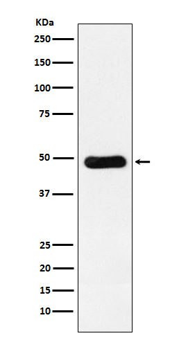 Western blot analysis of RbAp48 expression in Jurkat cell lysate.