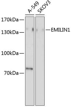 Western blot - EMILIN1 Polyclonal Antibody 