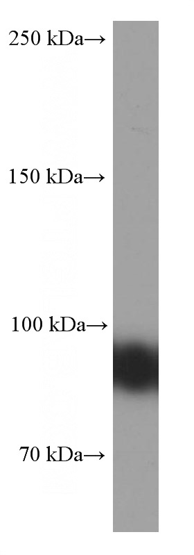 Raji cells were subjected to SDS PAGE followed by western blot with Catalog No:107046(CD19 Antibody) at dilution of 1:2000