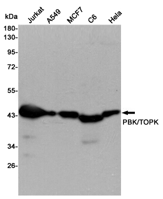 Western blot detection of PBK/TOPK in Jurkat,A549,MCF7,C6 and Hela cell lysates using PBK/TOPK mouse mAb (1:5000 diluted).Predicted band size:36KDa.Observed band size:40KDa.