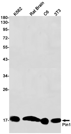 Western blot detection of Pin1 in K562,Rat Brain,C6,3T3 cell lysates using Pin1 Rabbit pAb(1:1000 diluted).Predicted band size:18kDa.Observed band size:18kDa.