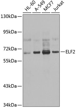 Western blot - ELF2 Polyclonal Antibody 
