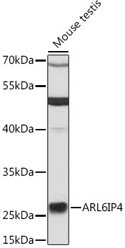 Western blot - ARL6IP4 Polyclonal Antibody 