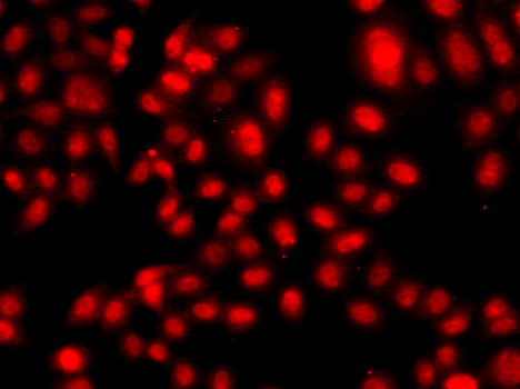 Immunofluorescence - TEAD3 Polyclonal Antibody 